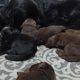 Black Newfoundland Male 2 - Black male Newfoundland puppy in Burfordville, Missouri from Umfleet Farms