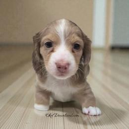 Doc - Chocolate and cream male Dachshund puppy in Oklahoma City, Oklahoma from OkieDoxieland Dachshunds