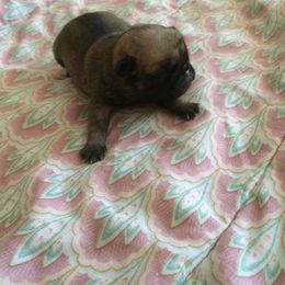 Pug Puppies from House of Briggs Pugs