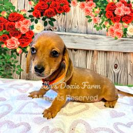 Red Male Dapple Smooth Coat - Red male Dachshund puppy in Cleveland, Tennessee from Kelly's Doxie Farm
