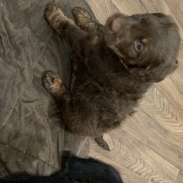German Shorthaired Pointer and Labradoodle Puppies from Shining D Ranch