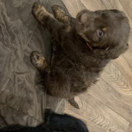 German Shorthaired Pointer and Labradoodle Puppies from Shining D Ranch