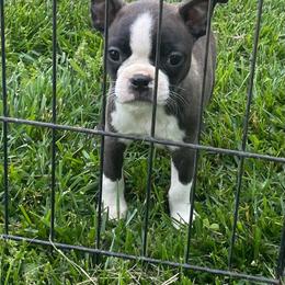 Jaden - Brindle and white female Boston Terrier puppy in Fillmore, Illinois from Wind Hill Puppies