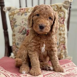 Funshine Bear- Yellow Collar - Red  male Goldendoodle puppy in Bay City, Texas from Charming Doods Goldendoodles