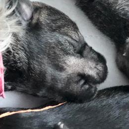 Miniature Schnauzer Puppies from MoonShadow Miniature Schnauzers