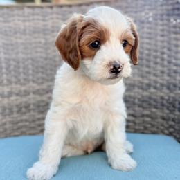 Richie - Parti male Goldendoodle puppy in Twin Falls, Idaho from Magic Valley Family Doodles