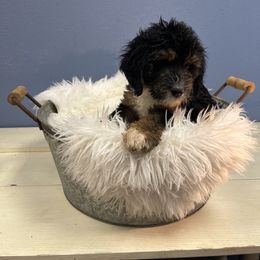 Azalea - Tri-color female Bernedoodle puppy in Waco, Texas from Doodles of Your Dreams (formerly Texana Doodles)