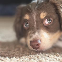 Dachshund Puppies from 208 Dox Dynasty