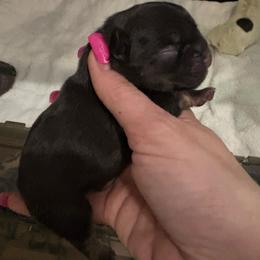 Lilly - Liver female French Bulldog puppy in Houston, Alabama from Orderofthebulldogs, LLC