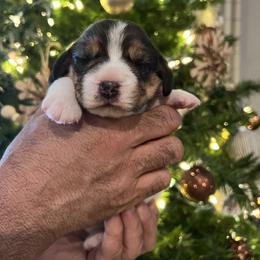 Twinkle - Black tan and white female Beagle puppy in Brownsboro, Texas from Willow Bark Beagles