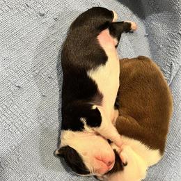Black and white tux - Black and white male Boston Terrier puppy in Seguin, Texas from Campos Farms