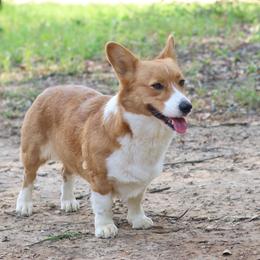 Berti - Pembroke Welsh Corgi