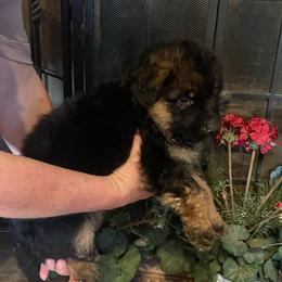 Blue Collar Boy - Black and red male German Shepherd puppy in Gunter, Texas from Gunter Gables German Shepherds