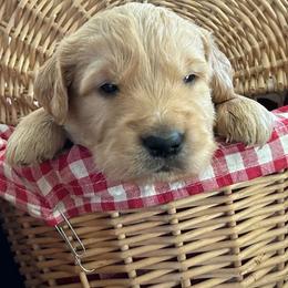 Mr. Mustache - Golden male Golden Retriever puppy in Kuna, Idaho from Golden Kisses Golden Retrievers