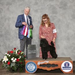 Poodle Puppies from Kalein Miniature Poodles