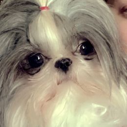 Tut - Shih Tzu