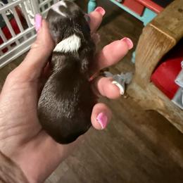 Saturn - Chocolate and white male Chihuahua puppy in Dime Box, Texas from Color Me Crazy Chihuahuas