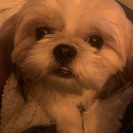 Zoey - Shih Tzu