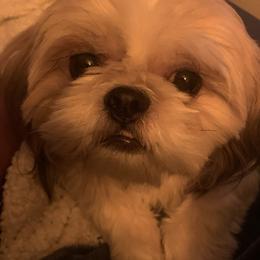 Zoey - Shih Tzu