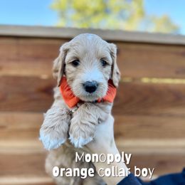 Monopoly - Apricot male Goldendoodle puppy in Orangevale, California from Ugly Dad Doodles