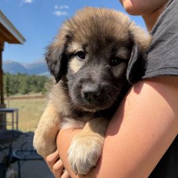 Uri- orange - Tan female Colorado Mountain Dog puppy in Cotopaxi, Colorado from Once Upon A Moose (OUM)