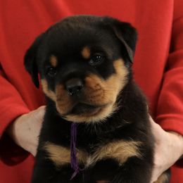 Rottweiler Puppies from Flusstal Rottweilers