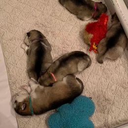 Alaskan Malamute Puppies from Sigma Alaskan Malamutes