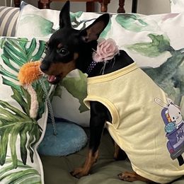 Miniature Pinscher All Grown Up from LA MINI PINS