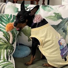 Miniature Pinscher All Grown Up from LA MINI PINS