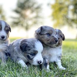 Toy Australian Shepherd Puppies from Kickapoo Creek Aussies
