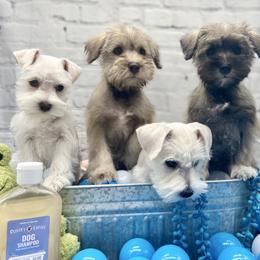 Miniature Schnauzer Puppies from Schnauzers on Robinson Lane