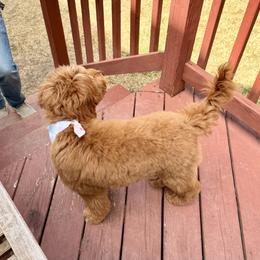 Bernedoodle and Goldendoodle Puppies from Paws 4 Doodles, LLC