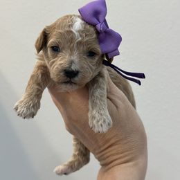 Purple - Apricot female Cavapoo puppy in Waskom, Texas from Pearls & Curls doodles & poodles