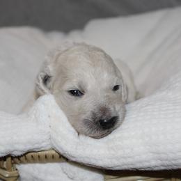 Coconut - Cream female Goldendoodle puppy in Howard City, Michigan from Doodles and Chaos