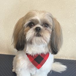 Cooper - Shih Tzu