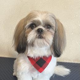 Cooper - Shih Tzu