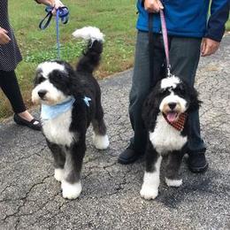 Bernedoodle Puppies from Natchez Trace Doodles
