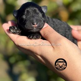 Black and Tan Boy - Black and silver male Miniature Schnauzer puppy in Lake Placid, Florida from Love Giver Schnauzers