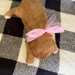 Cavalier King Charles Spaniel Puppies from Strawberry Hill Cavaliers