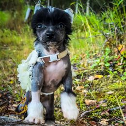 Bare Nakeys Experiment 101 aka Scrump - Black and white female Chinese Crested puppy in Wasilla, Alaska from Bare Nakeys Kennel and Cattery