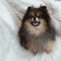 Wally - Pomeranian