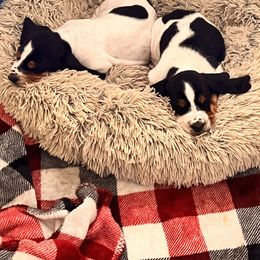 Basset Hound Puppies from Oak Tree Basset Hounds