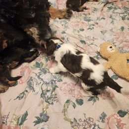 Bernedoodle Puppies from Andrew's Bernedoodles