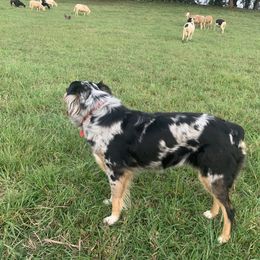 Willow - Australian Shepherd