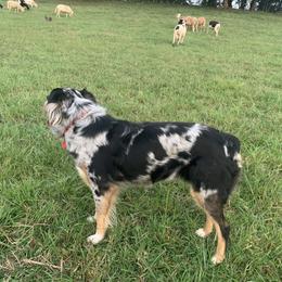 Willow - Australian Shepherd