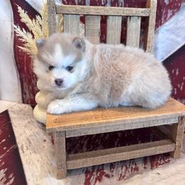 Kasey - Blue female Pomsky puppy in Bucyrus, Missouri from Hill Top Pomskies