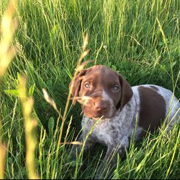 German Shorthaired Pointer Puppies from Filipiak Breeders