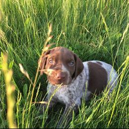 German Shorthaired Pointer Puppies from Filipiak Breeders