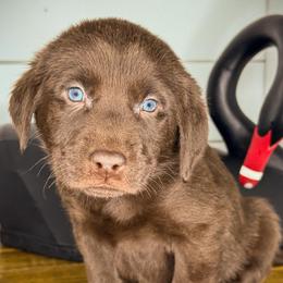 Orange Boy - Chocolate male Labrador Retriever puppy in Plymouth, North Carolina from Duck Creek Kennels