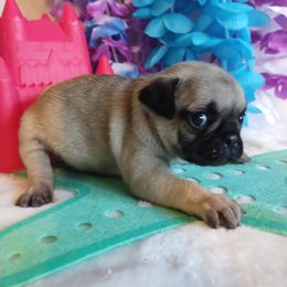 Boy 2 - Fawn male Pug puppy in Blountsville, Alabama from Rock Springs Pugs